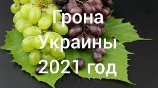 Золотая гроздь Украины 2021 год.