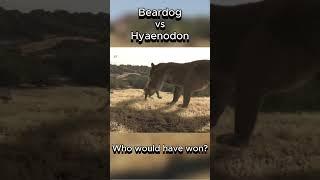 Beardog vs Hyaenodon #beardog #hyaenodon #shorts