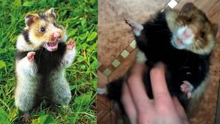 Fluffy RAGE! Woman tamed WILD hamster