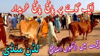 Ajj Mandi main Ayek gai ko lainy waly 5 khareedar  OR Gai ki kimate na puchooooo.........