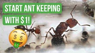 How To Start Ant Keeping With Less Than $1 | BRUMA Ants