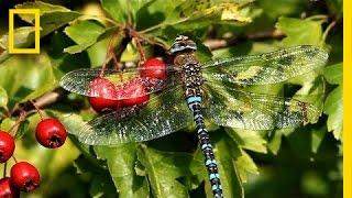 The Secret World of Dragonflies | Short Film Showcase