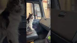 Flying space cat. #van #vancat #vanlife