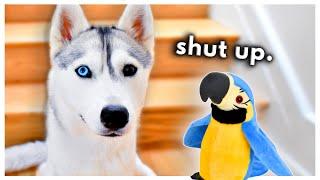 Husky Meets a TALKING Parrot! (Can they be friends?)