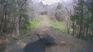 Brown bear attacks truck in Japan