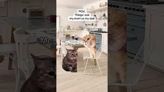CAT MEMES Things I ask my mom vs my dad #catmemes #relatable #relationship