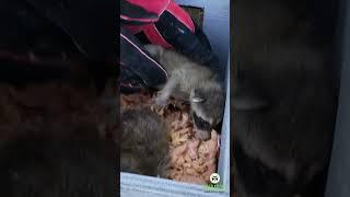 Are Skedaddles Services Humane
