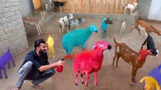 Ye Kya Kar Diya Sab Animal Ko Aaj to  || Shehr Main Dihat