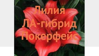 Лилия ла-гибрид Покерфейс (lilium la-hybrid pokerface)  обзор: как сажать, луковицы лилии Покерфейс