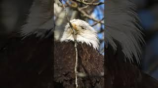 Sleeping in the trees #baldeagle #wildvancouver #shortsvideo #raptors #birds #wildlife #nature