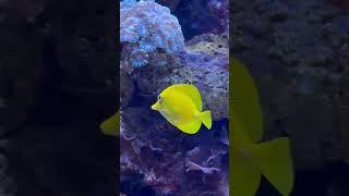 #Serene#goldonfish#nature #shortvideo#sealife️ #calmdown #music #love
