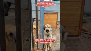 У собак и кошек ЗАКОНЧИЛАСЬ ЕДА/ ПОМОГИТЕ ПРОКОРМИТЬ БЕЗДОМНЫХ ЖИВОТНЫХ