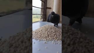 Bird's Feeding ASMR #birds #pigeon #shorts