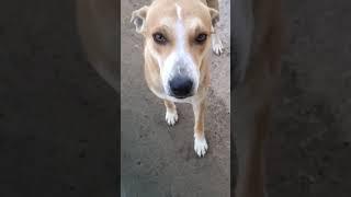 dog videos that make you laugh #shorts #shortvideo #dog