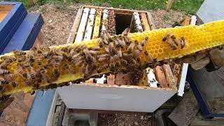 Making Queens The Easy Way! Beekeeping 2020 #beekeeping #makingqueens