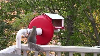 A True Anti-Squirrel Bird Feeder That Works