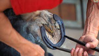 Why horses are shod when wild horses do just fine without horseshoes