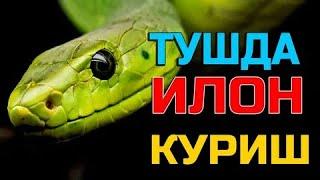 Тушда илон корса нима болади? Батафсил!