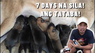 Vlog 126: NEW BORN PUPPIES, Paano alagaan? #papsnikstv #belgianmalinois