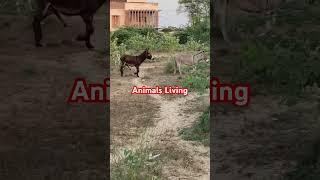 Wild Donkeys🫏️#foryou#animals#wildlife#donkeyshow#donkey#shortvideo#viralvideo#shorts#short#trend