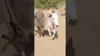 #donkey wildlife animals #short