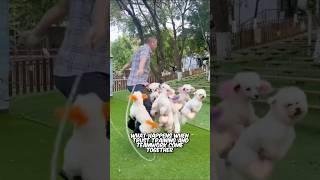 When Dogs & Humans Move as One: A Lesson in Teamwork