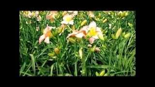 Best Perennials, Hemerocallis Chorus Line (Daylily)