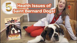 5 Saint Bernard Health Issues | Veterinarian Explains