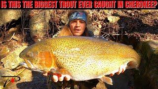 Is This The Biggest Trout Ever Caught In Cherokee