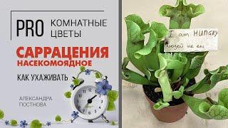 Безопасный хищник Саррацения - как подружиться с насекомоядным