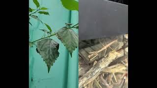 have to like praying mantises all day long rawsome #horror #youmademerealise