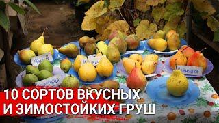 10 сортов вкусных и зимостойких груш