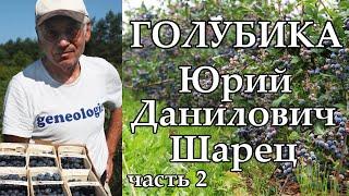 Экофермер Юрий Данилович Шарец о голубике / часть 2