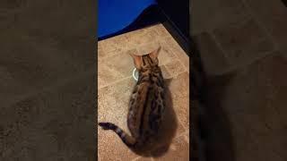 How does my kitten usually drink water? Cat playing with a water 