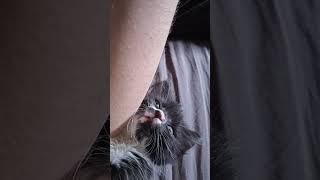 ОГУЗОК ДЕНЬ 39 он говорит! #cat #веселыекоты #котик #прикольныекоты #кошки #котики