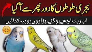 budgies parrot business idea | australian parrots ka karobaar kaise kare | budgies price