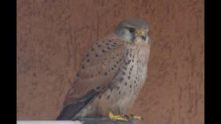 Kestrel in the city | Bird of prey hunting in the city | Close up with a falcon