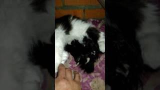 Канат[5]®