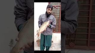 beautiful fish#fishshot #viralvideo #youtubeshorts #shortsfeed #fish