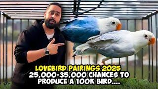 Lovebird Pairings 2025 25,000 - 35,000. Chances To Produce A 100k Bird...