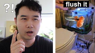 is this a good Fish Tank for GUPPIES? | Fish Tank Review 270