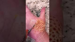 This video makes you feel trypophobia  #sfx #sfx_makeup #youtubeshorts #makeup #shorts