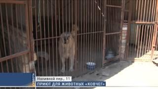 Одесский приют для животных «Ковчег» еле выживает без помощи властей