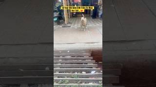 GOLU Still Tries to WAG her Tail, Even When Her Body Says No  | अब बस हल्का सा पूंछ हिलाता है