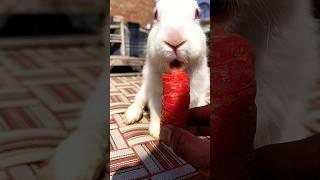 Like | #shorts | #reels | #viral | #rabbit