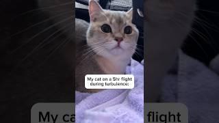 Never have Louie or Todd caused anyone the slightest disturbance on a flight #cat #flight #shorts