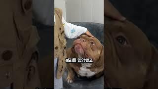 조용한 강아지가 보여준 눈물의 기적