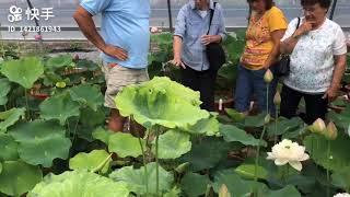 Larry Nau show Gold splash Hibiscus lotus to local garden club