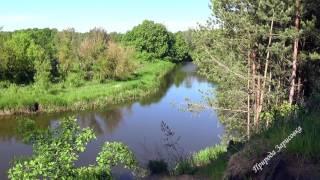 Forest River with Birds Singing and Nature Sounds | | Beautiful Nature in the Forest More often