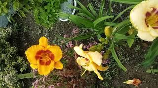 Hemerocallis